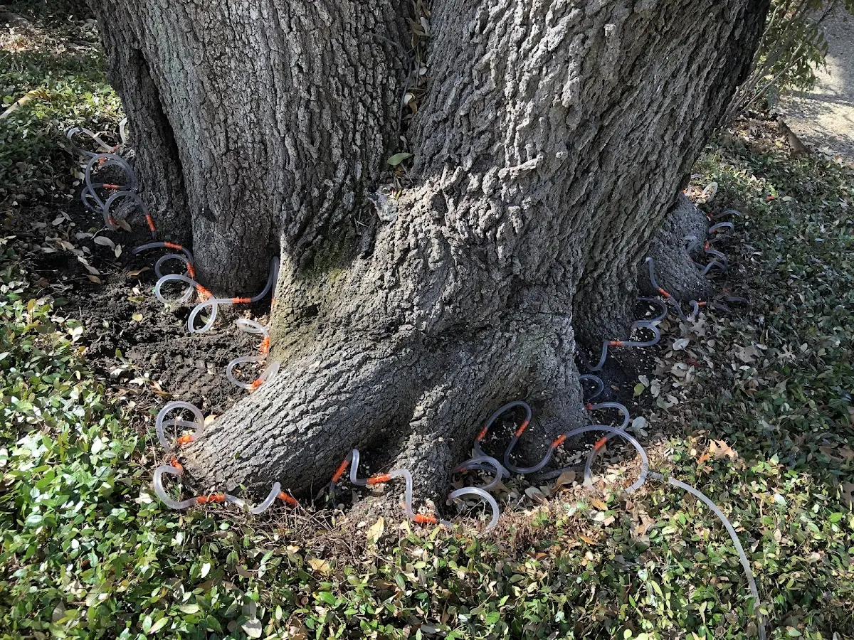Detailed Tree Cabling and Bracing job site in Church Hill