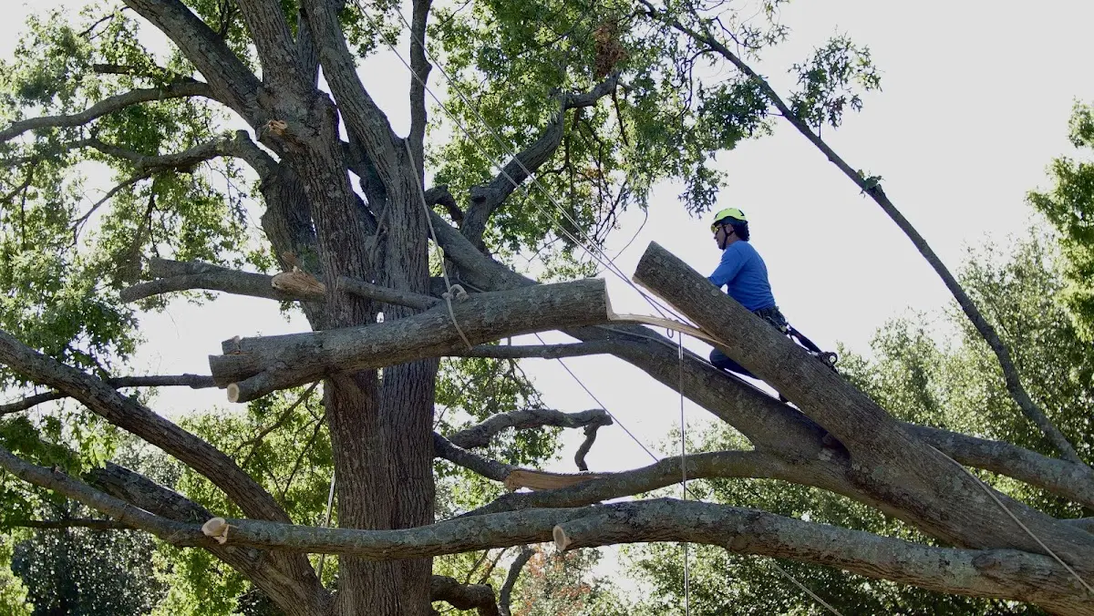Professional Crown Thinning performed by certified arborists in Church Hill