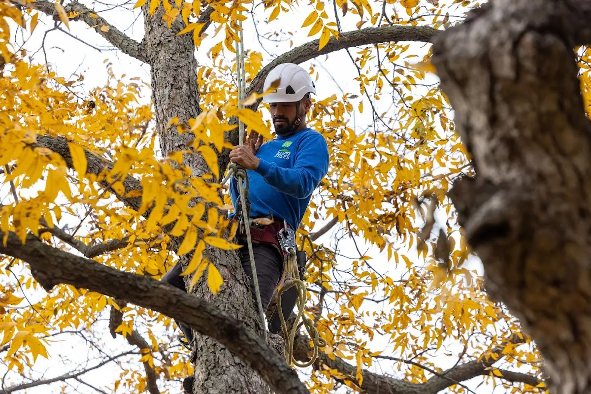 Skilled Tree Trimming crew working in Church Hill